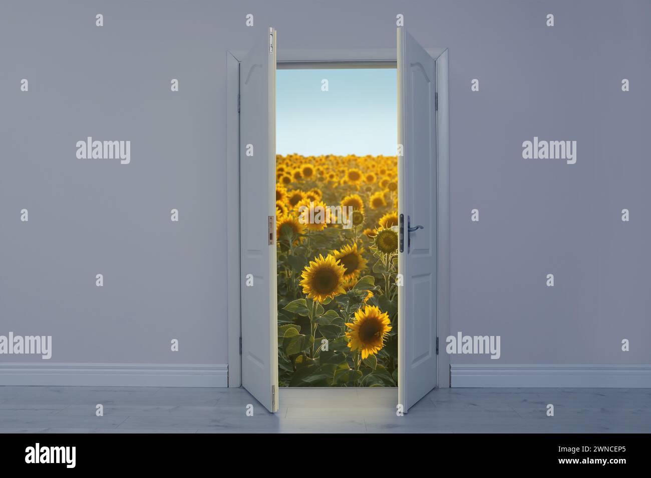 Beautiful sunflower field visible through open door Stock Photo