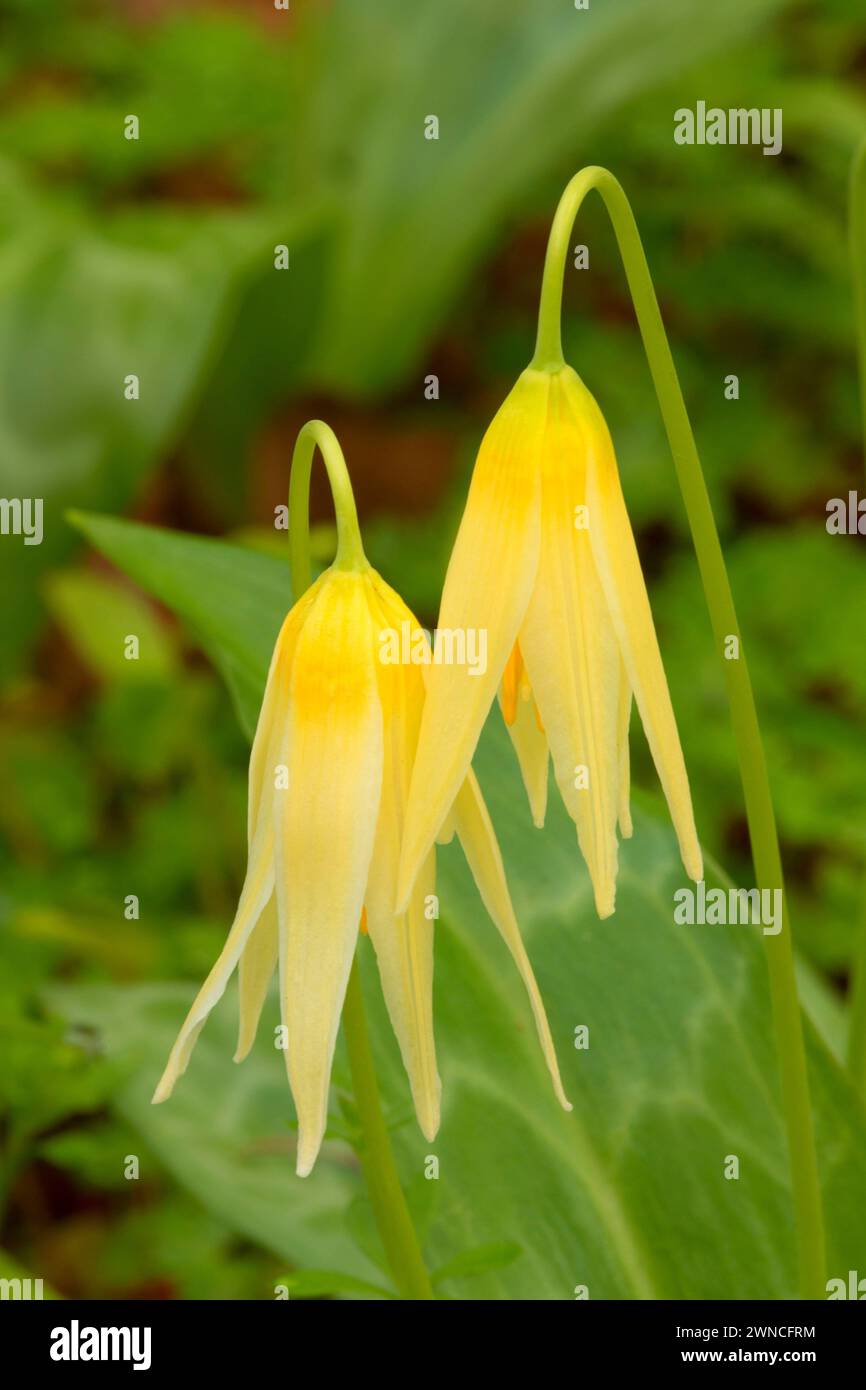 Fawn lily (Erythronium oregonum), Bushs Pasture Park, Salem, Oregon Stock Photo