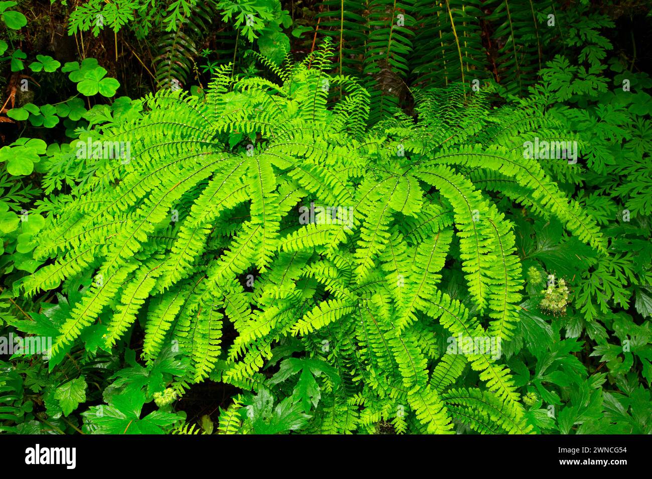 Five-fingered fern, McDowell Creek County Park, Linn County, Oregon Stock Photo