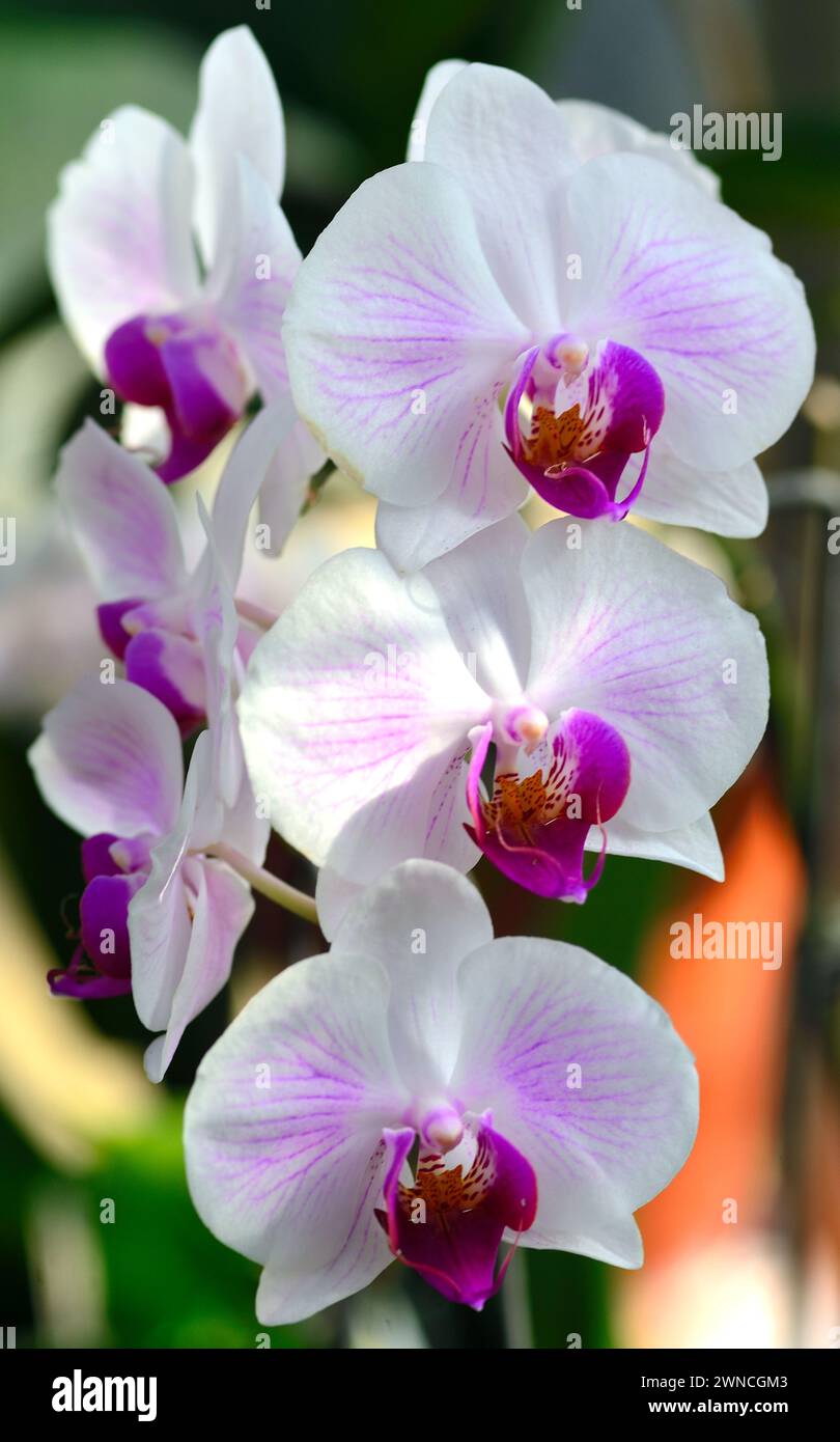 White pink orchids hi-res stock photography and images - Alamy