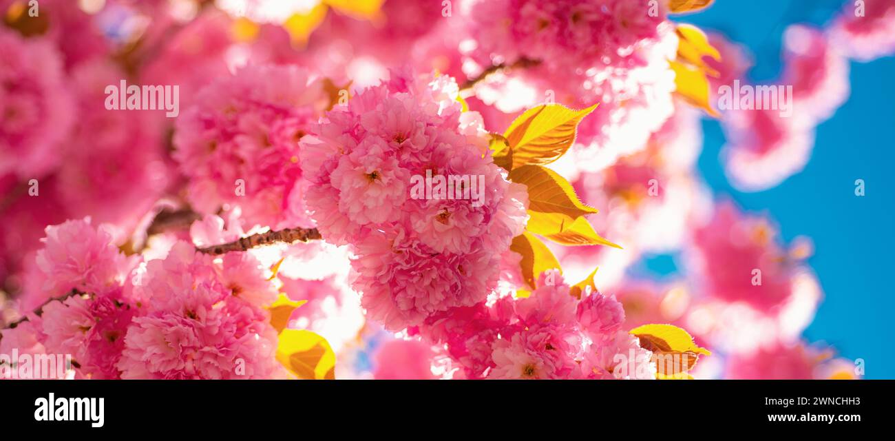 Spring banner, blossom background. Spring border background with pink blossom. Cherry blossom. Branch delicate spring flowers. Sacura cherry-tree Stock Photo