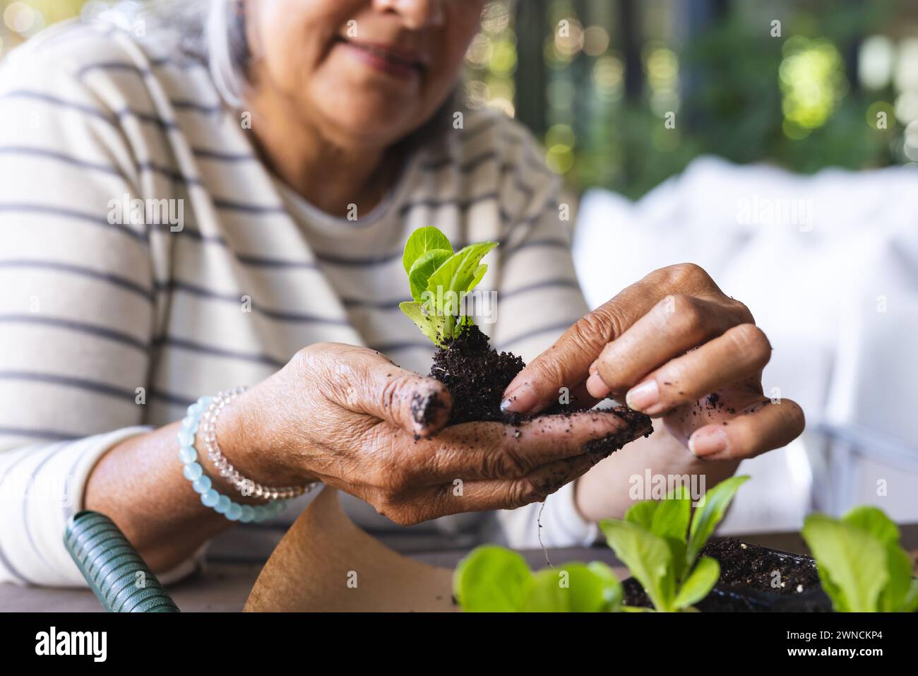 Senior biracial woman with silver hair is potting a plant Stock Photo