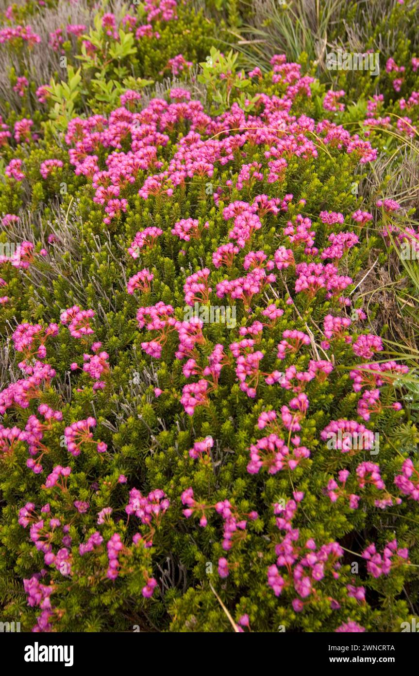 Delicate Pink Mountain Heather bushes in full bloom close to the top of mt Bandera Cascades Washinton State USA Stock Photo