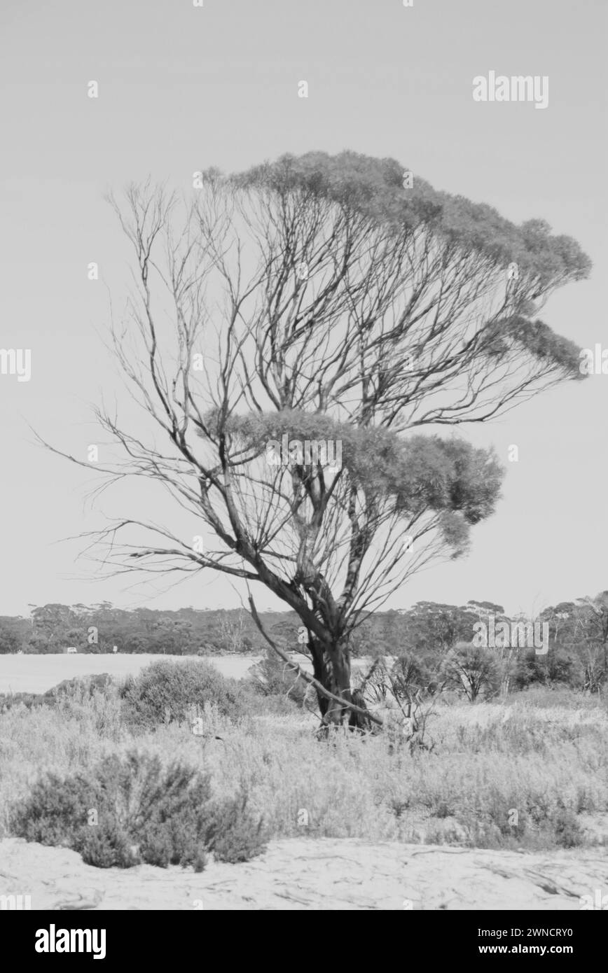 Monochrome of a Tree at Salt Lake Grace, Western Australia Stock Photo