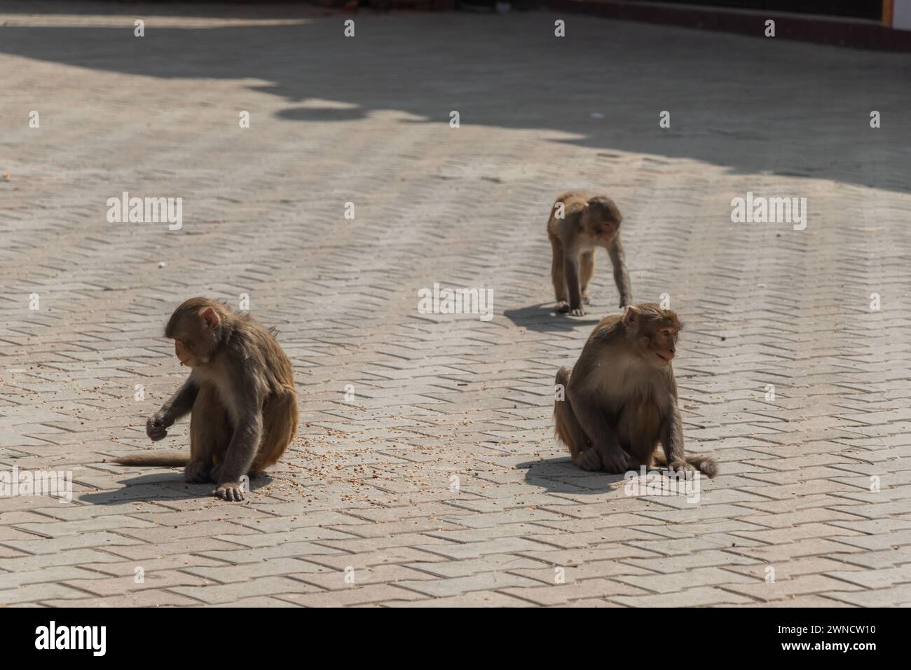 Monkeys eating the thrown corns at Buddha Park, Swayambhunath, Kathmandu, Nepal Stock Photo