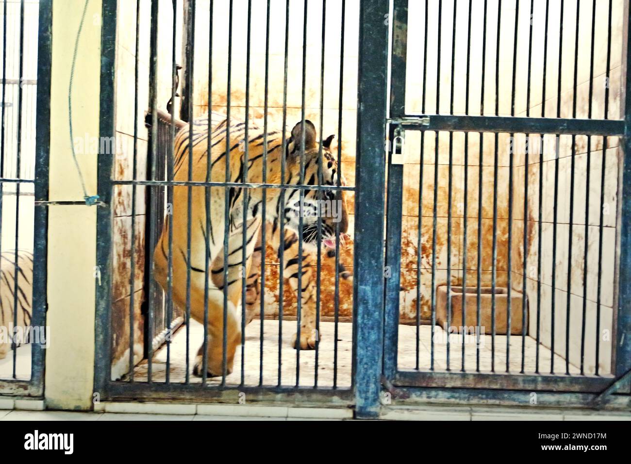 Bengal tiger (Panthera tigris tigris) at a veterinary enclosure managed by Bali Zoo, which is located in Singapadu, Sukawati, Gianyar, Bali, Indonesia. Stock Photo