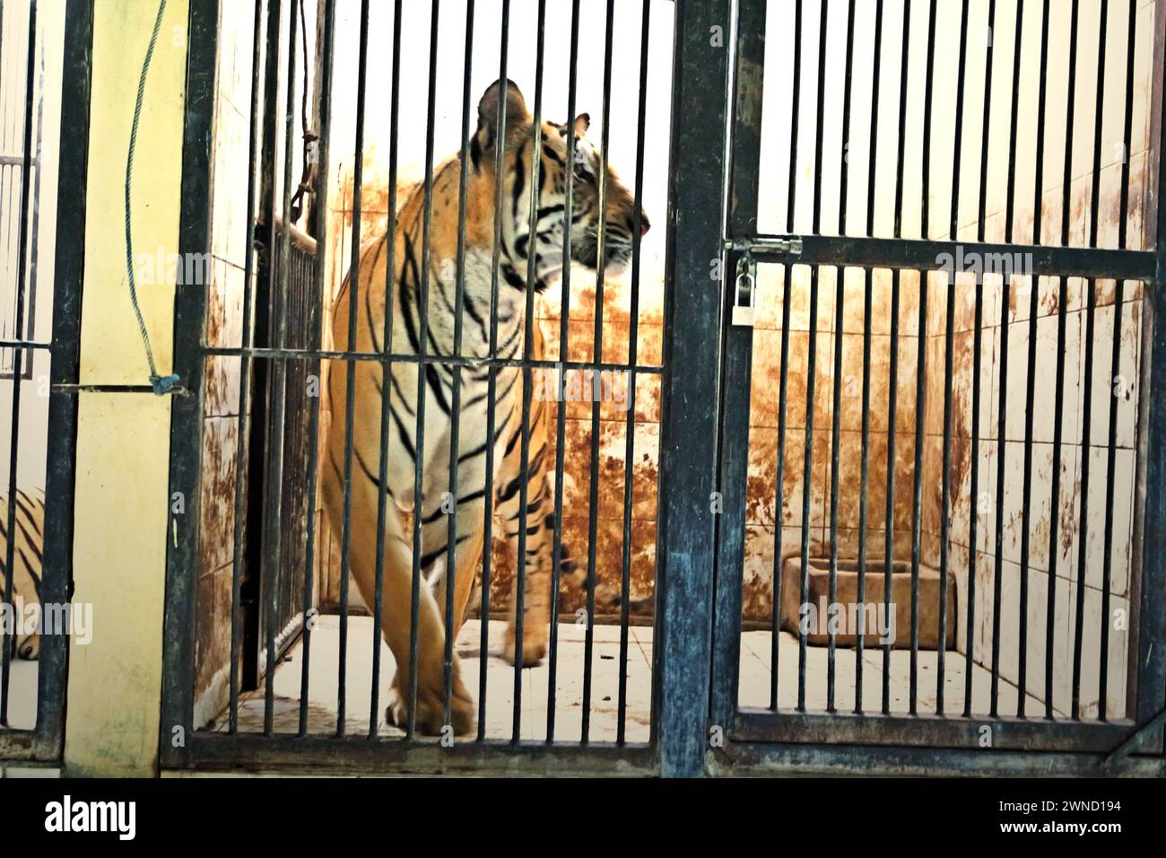 Bengal tiger (Panthera tigris tigris) at a veterinary enclosure managed by Bali Zoo, which is located in Singapadu, Sukawati, Gianyar, Bali, Indonesia. Stock Photo