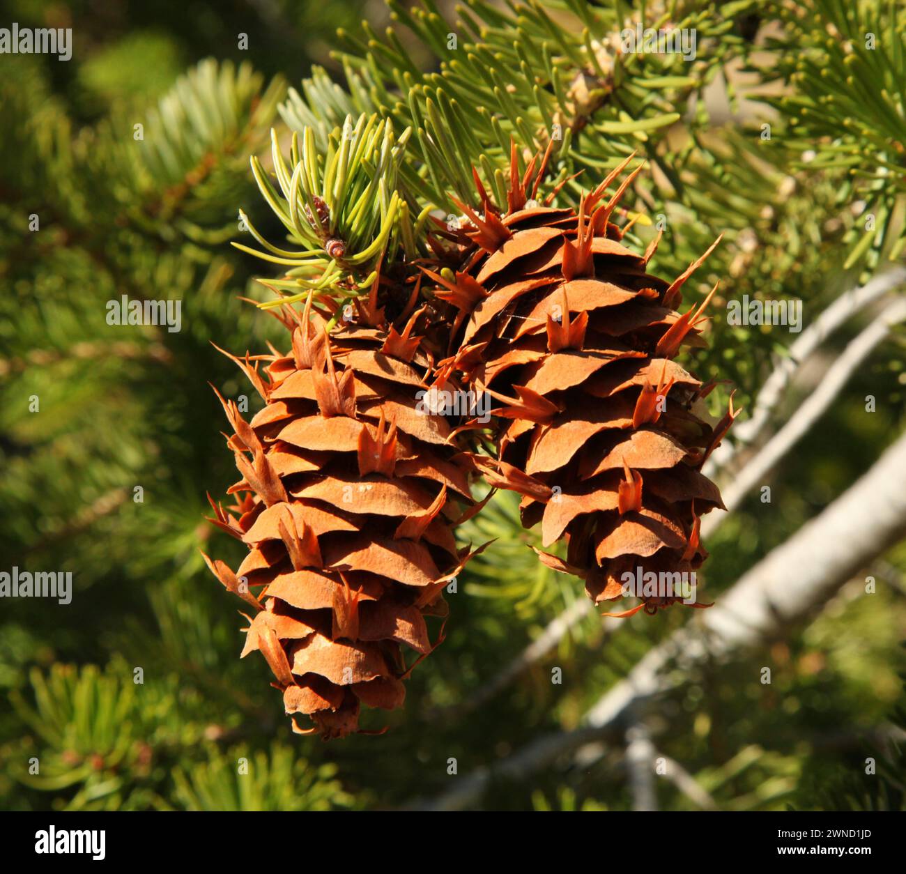 Two Douglas-Fir (Pseudotsuga menziesii) cones hanging from a tree branch in Beartooth Mountains, Montana Stock Photo