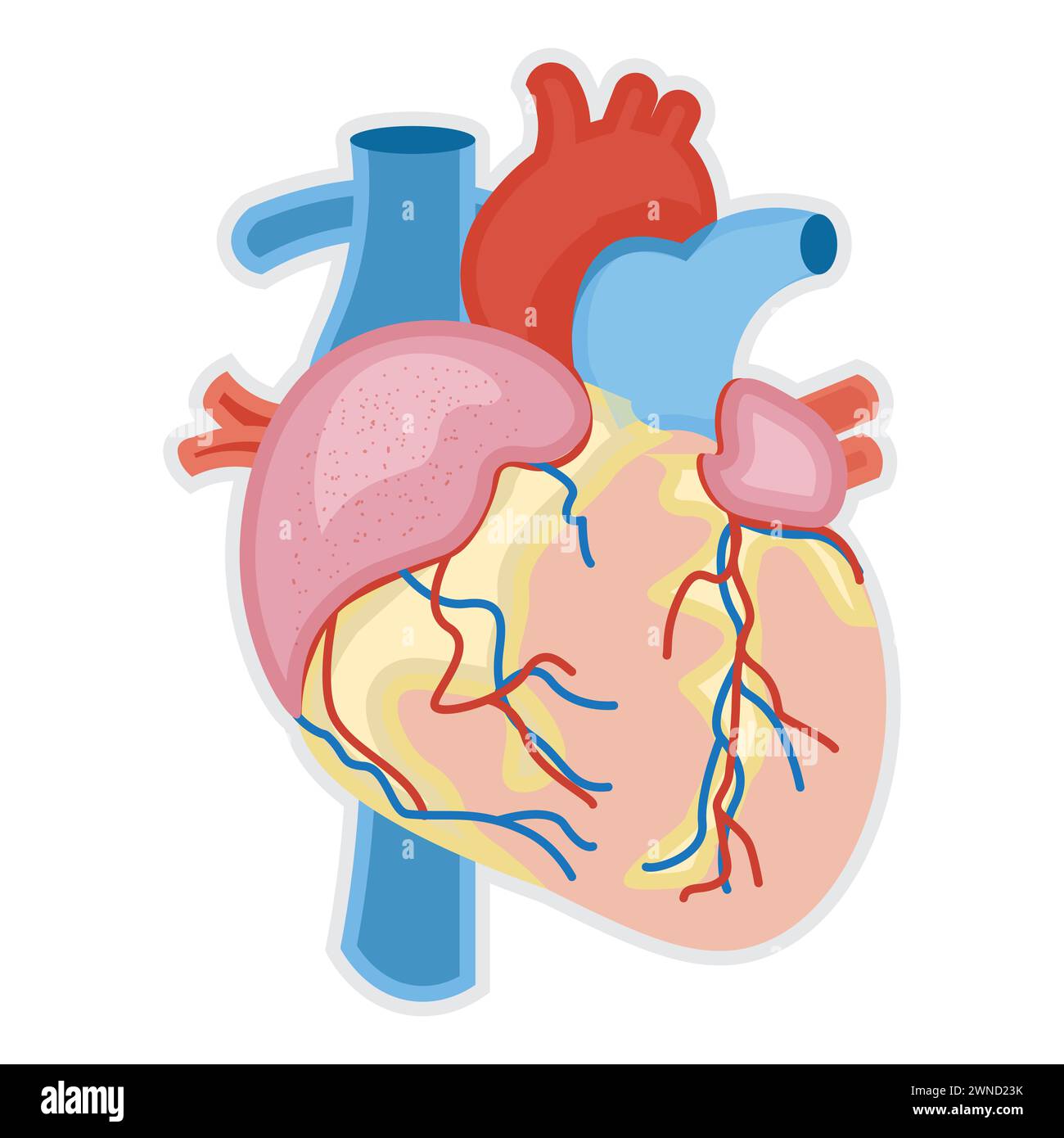 Human heart anatomy. Vector illustration in cartoon style. Isolated on white background. Stock Photo
