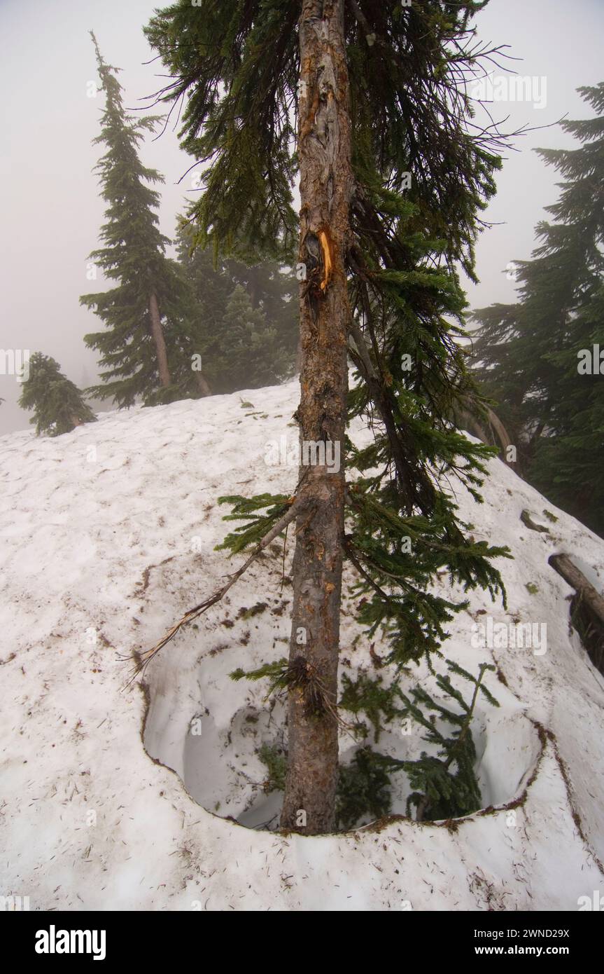 Engelmann spruce trees melts out of a winter drift mt Bandera hillside cascades wasington state Stock Photo