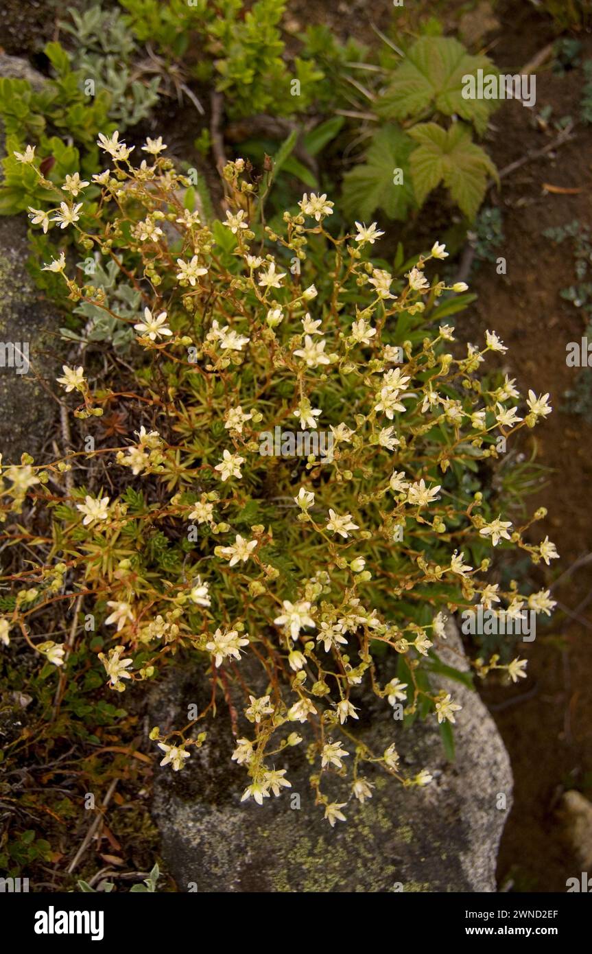 USA, Washington, Cascade Range, Mount Baker-Snoqualmie National Forest, Bandera Mountain Mountain Sandwort Arenaria capillaris blossoms Stock Photo