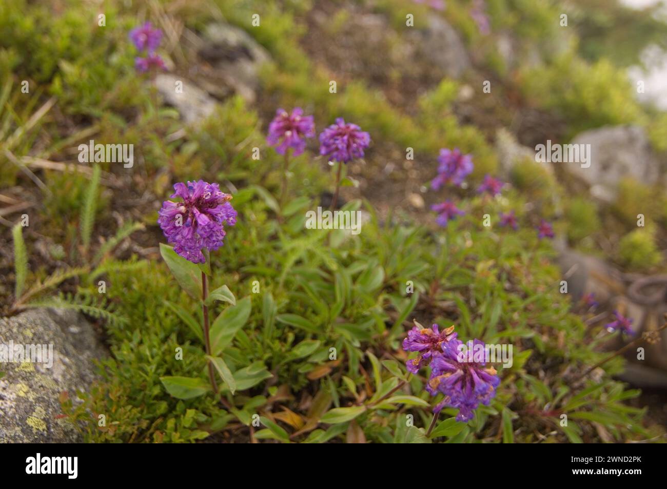 USA, Washington, Cascade Range, Mount Baker-Snoqualmie National Forest, Bandera Mountain. Small-flowered penstemon (Penstemon procerus) in bloom. Stock Photo