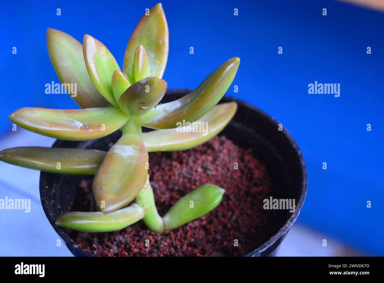 View of tropical plants from south east asia country Stock Photo - Alamy