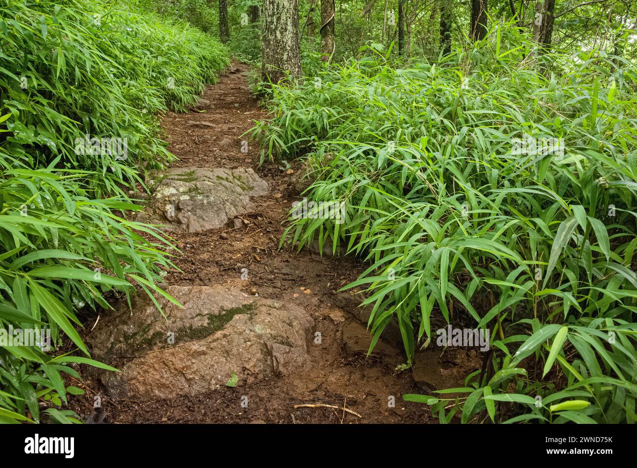 The Appalachian Trail at Neels Gap in the Chattahoochee National Forest near Blairsville, Georgia. (USA) Stock Photo