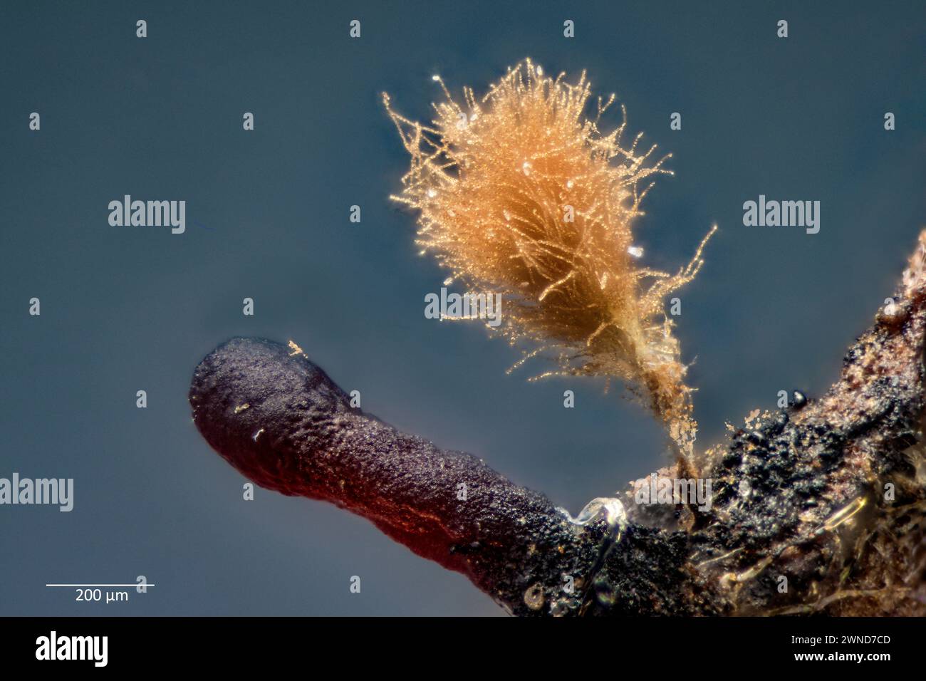Tiny unidentified fungus with an anamorphs, chains of conidia (asexual, non-motile spores). Growing from bark of trees three months in culture. Stock Photo