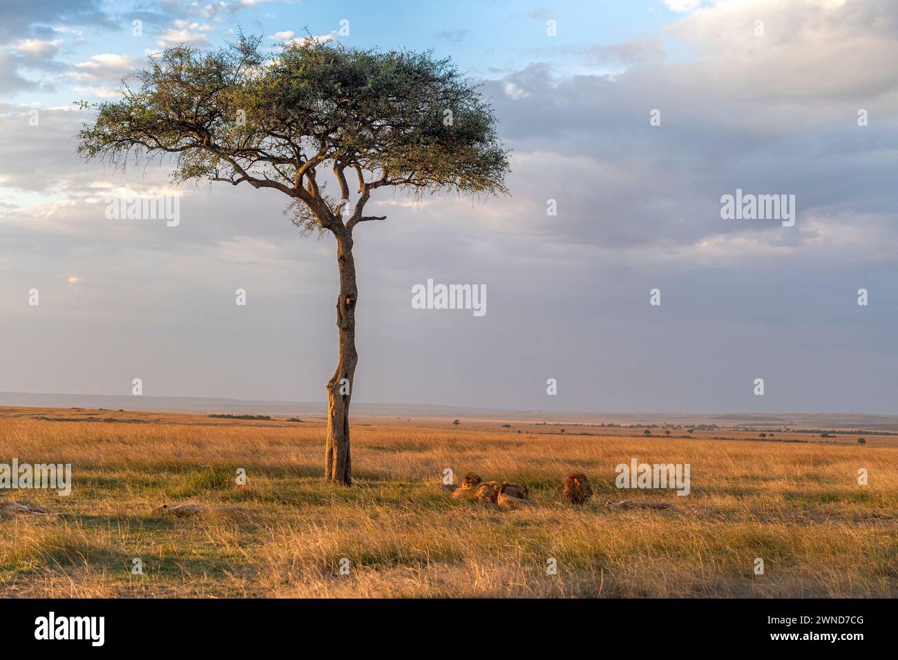 Savannah with lion in Maasai Mara, Kenya. Stock Photo