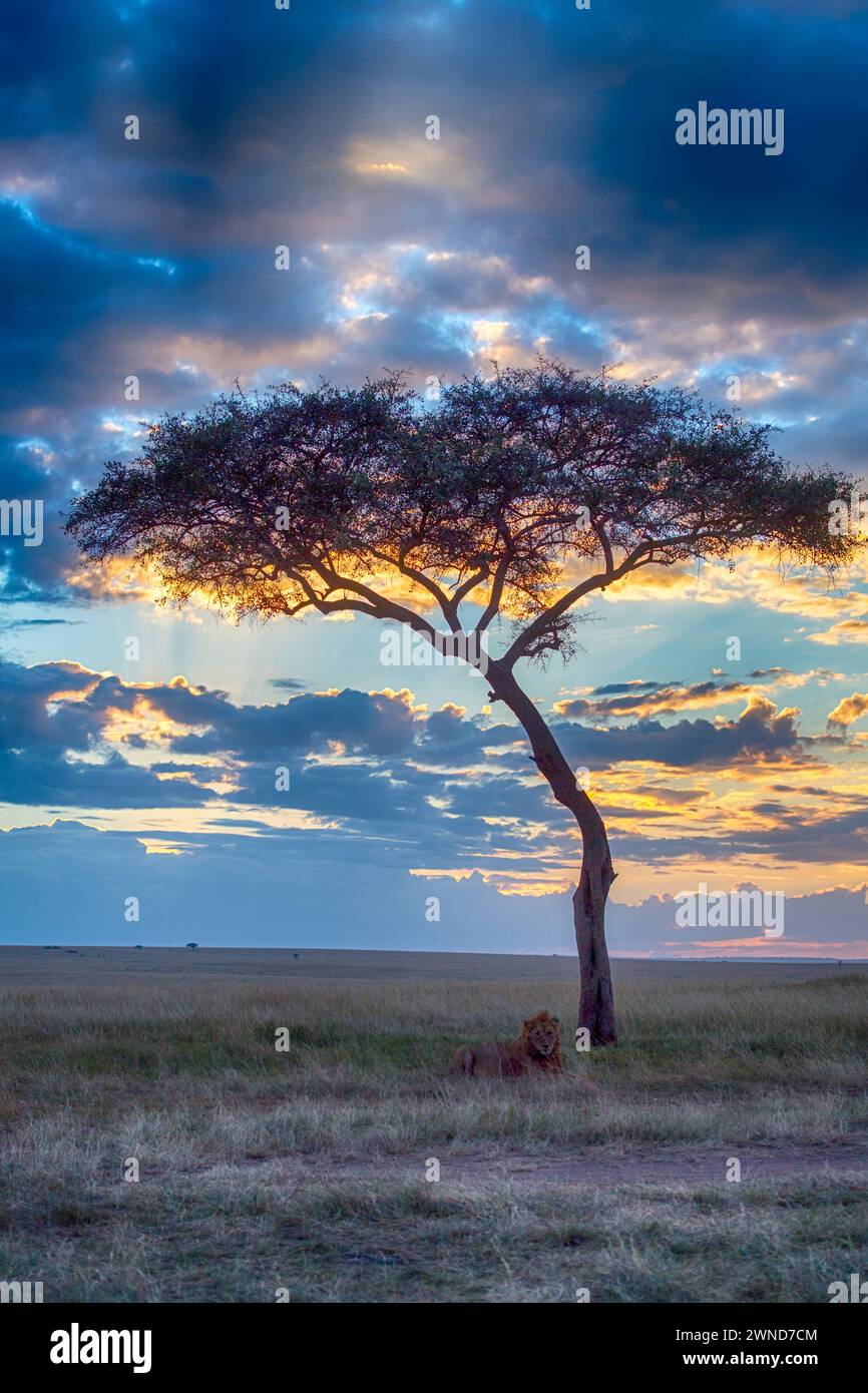 Savannah with lion at dusk in Maasai Mara, Kenya. Stock Photo