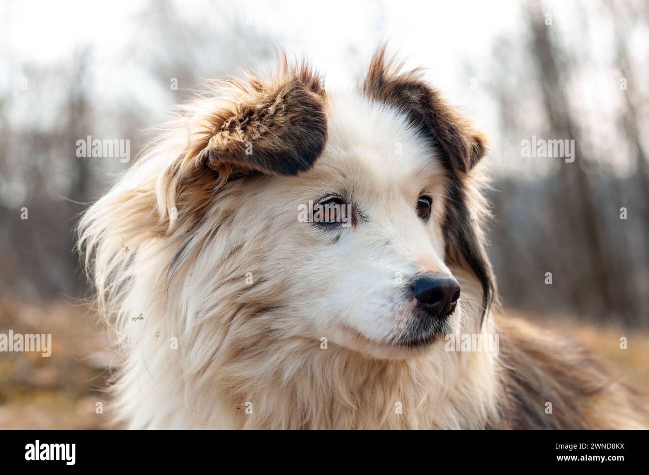 Visual Reference: A Dog Staring Away With His Ears Up In The
