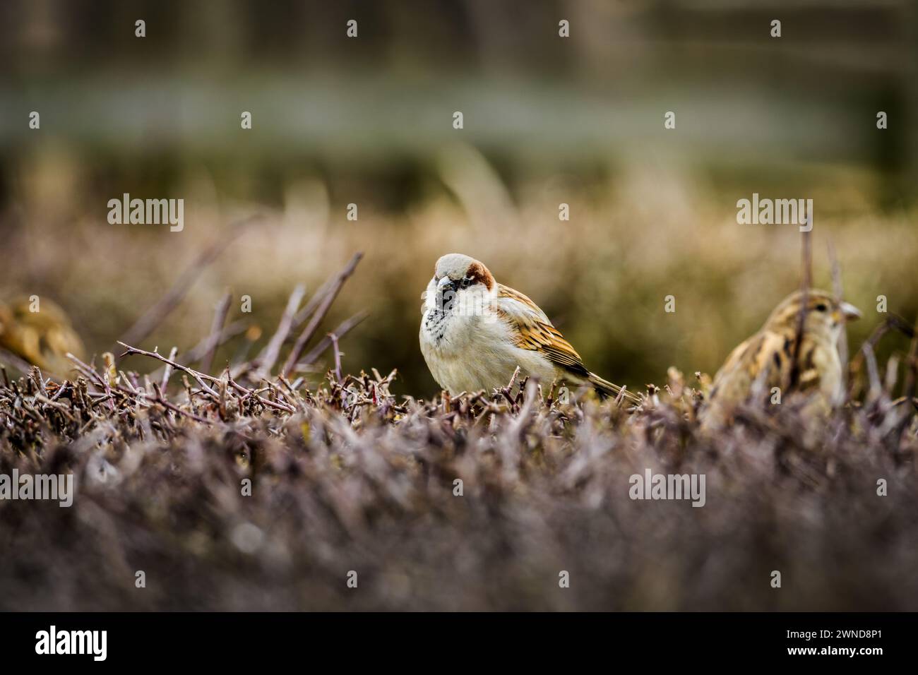 Small Bird Perched on Grass-Covered Field Stock Photo