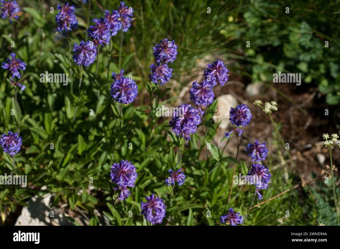 Small-flowered Penstemon procerus wildflowers in full bloom on Mt Defiance Cascades Washington State USA Stock Photo
