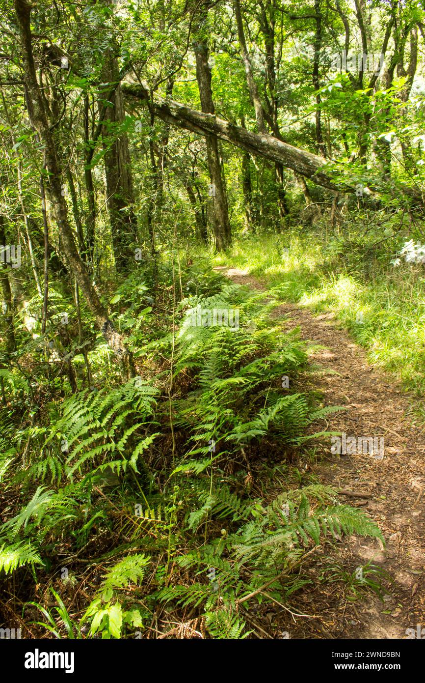Trail leading into the Afromontane forest of the Drakensberg Mountains of South Africa Stock Photo