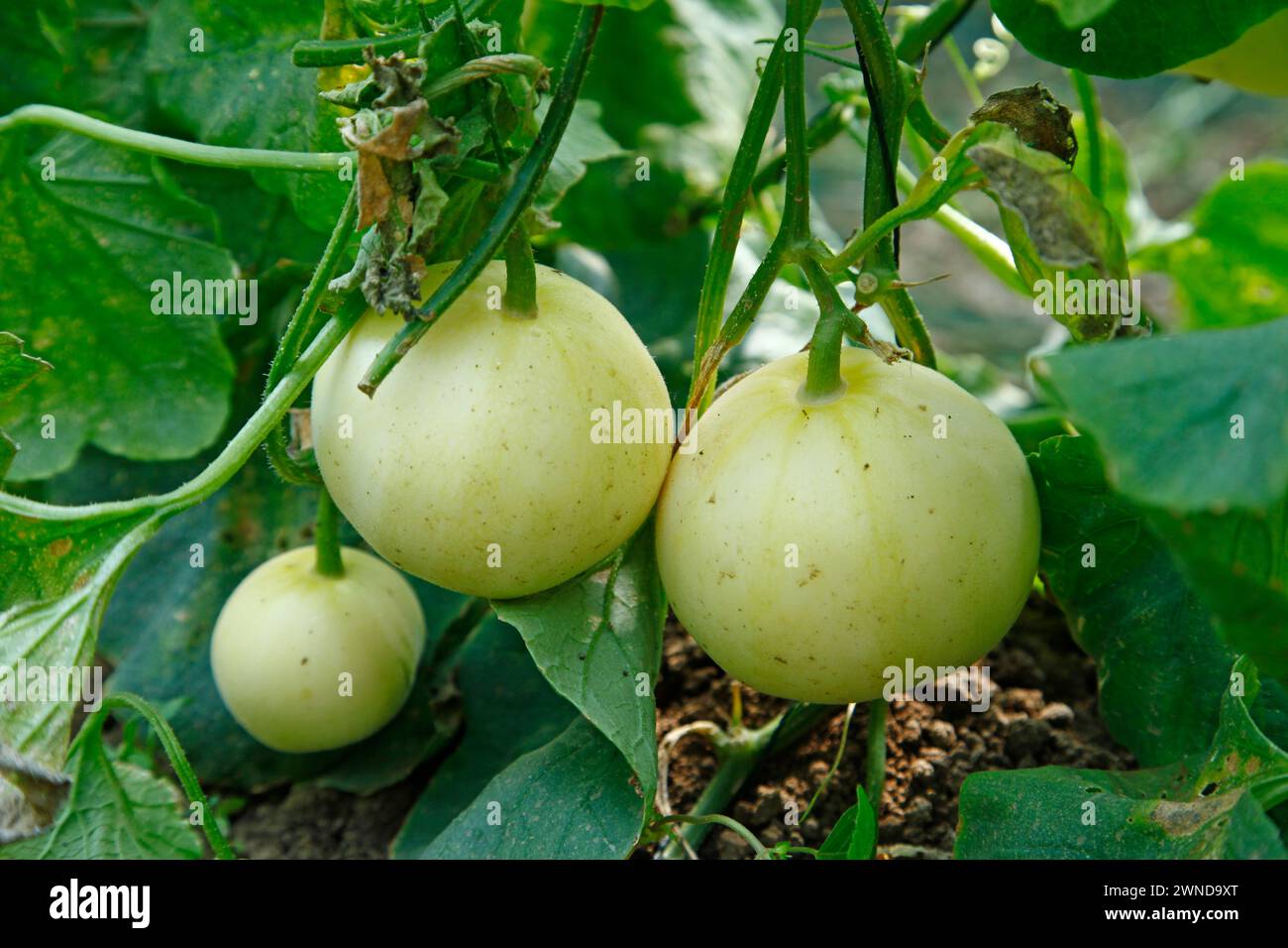 Melon grown in greenhouses Stock Photo - Alamy