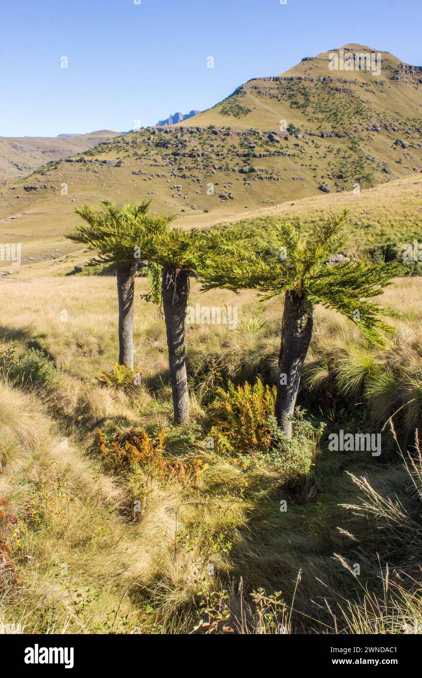 Three Tall grassland tree ferns Cyathea dregei, growing in a small dry drainage line in the Drakensberg mountains Stock Photo