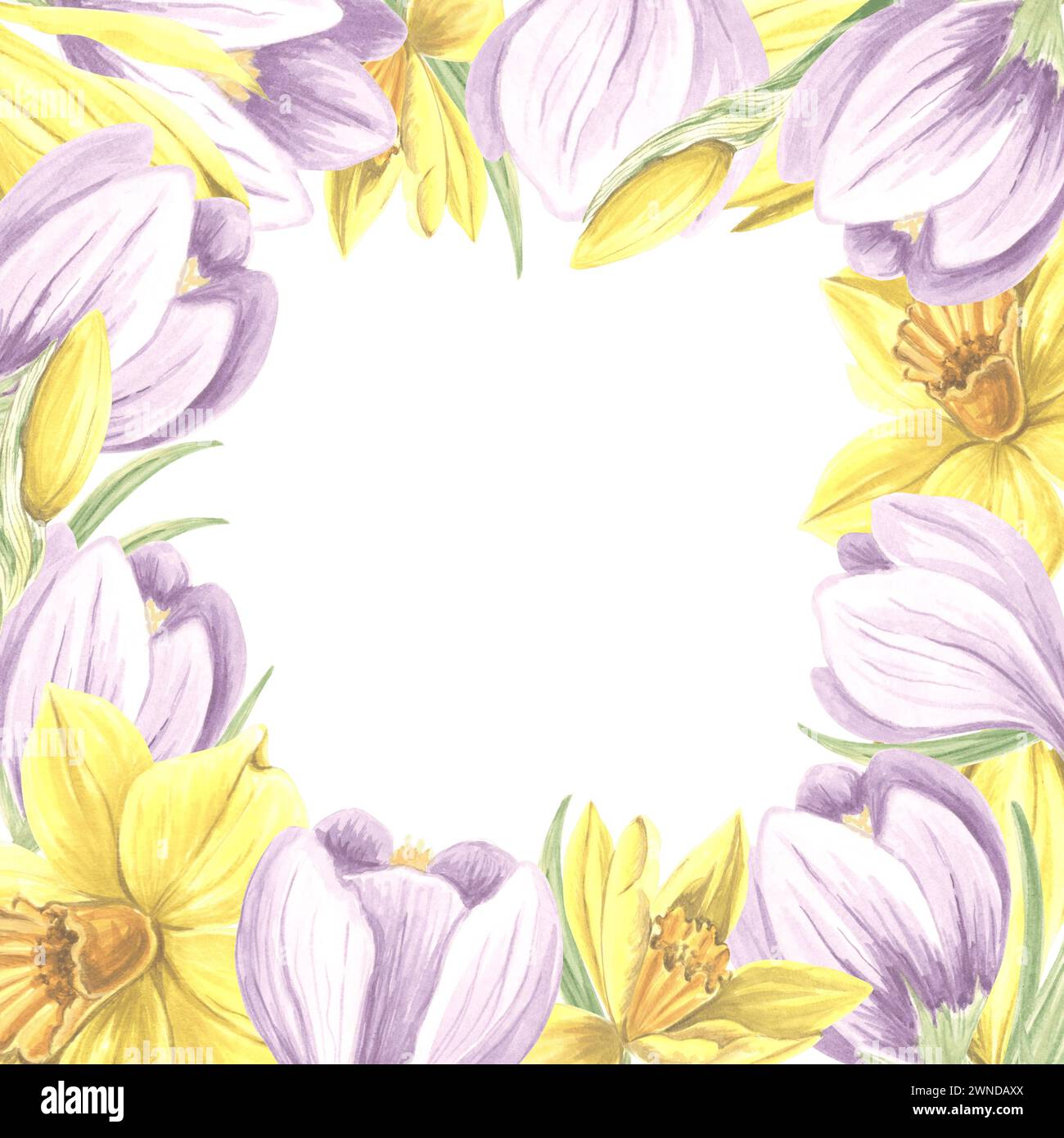 Square frame from purple crocuses and yellow daffodils flowers. Isolated hand drawn watercolor illustration of spring primroses. Template for design Stock Photo