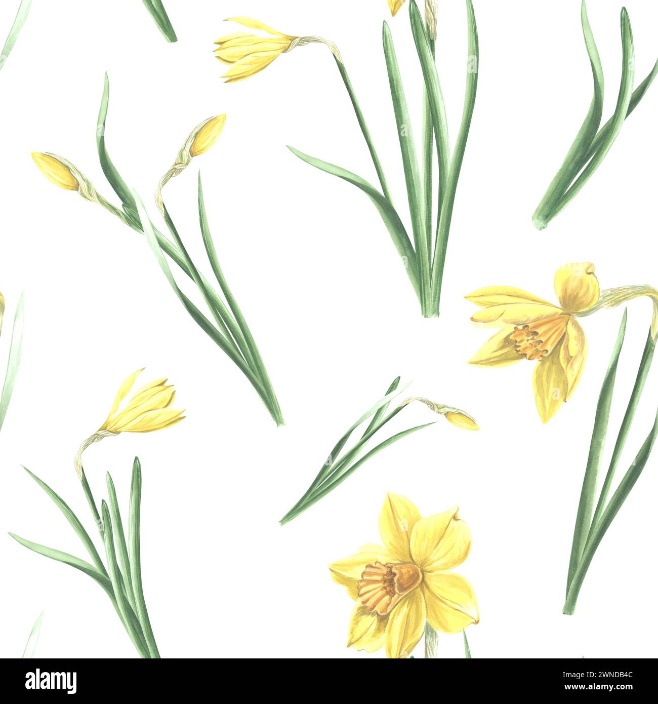 Seamless pattern of yellow daffodils with green leaves on white ...