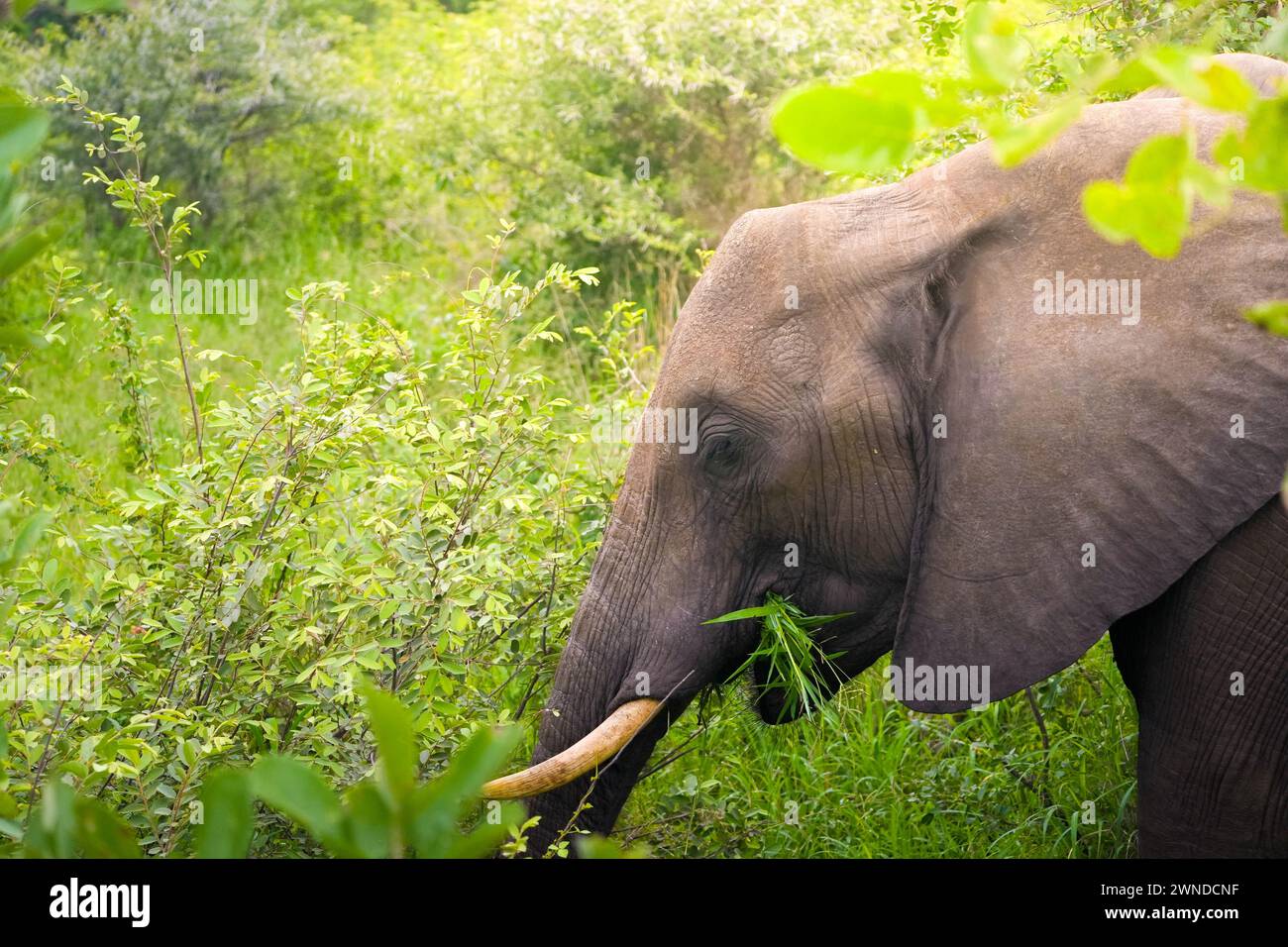 An African elephant is captured in a natural setting as it grazes on the fresh greenery that surrounds it. The tranquility of the scene is palpable, w Stock Photo