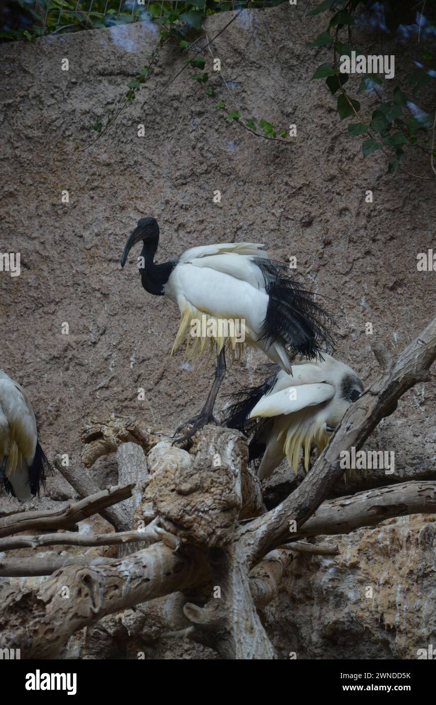 Sacred ibis in the Jungle Park in Tenerife Stock Photo