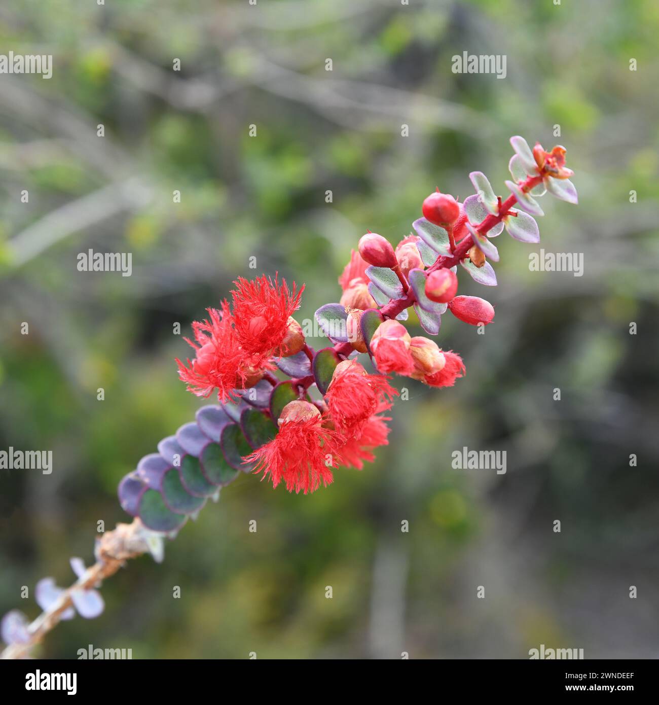 Verticordia grandis or Scarlet featherflower in Lesueur National Park, WA Stock Photo
