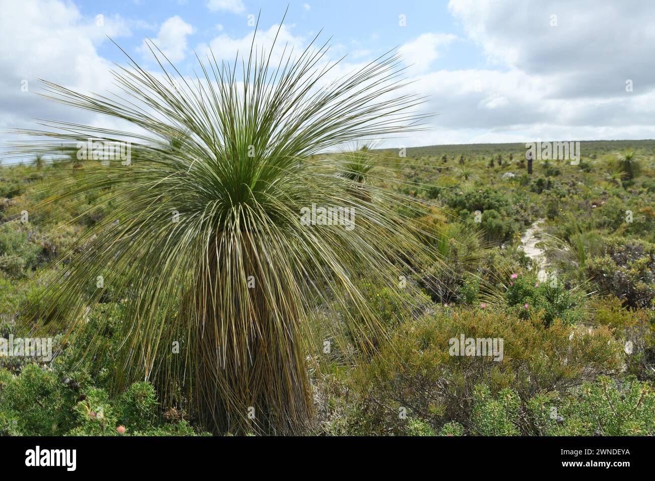 Landscape with grass trees (Xanthorrhoea)  in Lesueur NP, WA Stock Photo