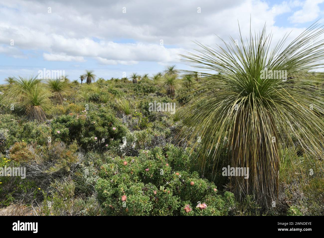 Landscape with grass trees (Xanthorrhoea)  in Lesueur NP, WA Stock Photo