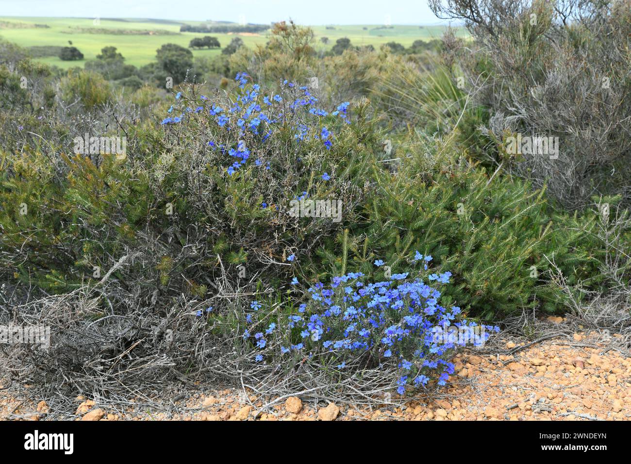 Lechenaultia biloba, commonly known as blue leschenaultia, seen in Lesueur National Park, WA Stock Photo