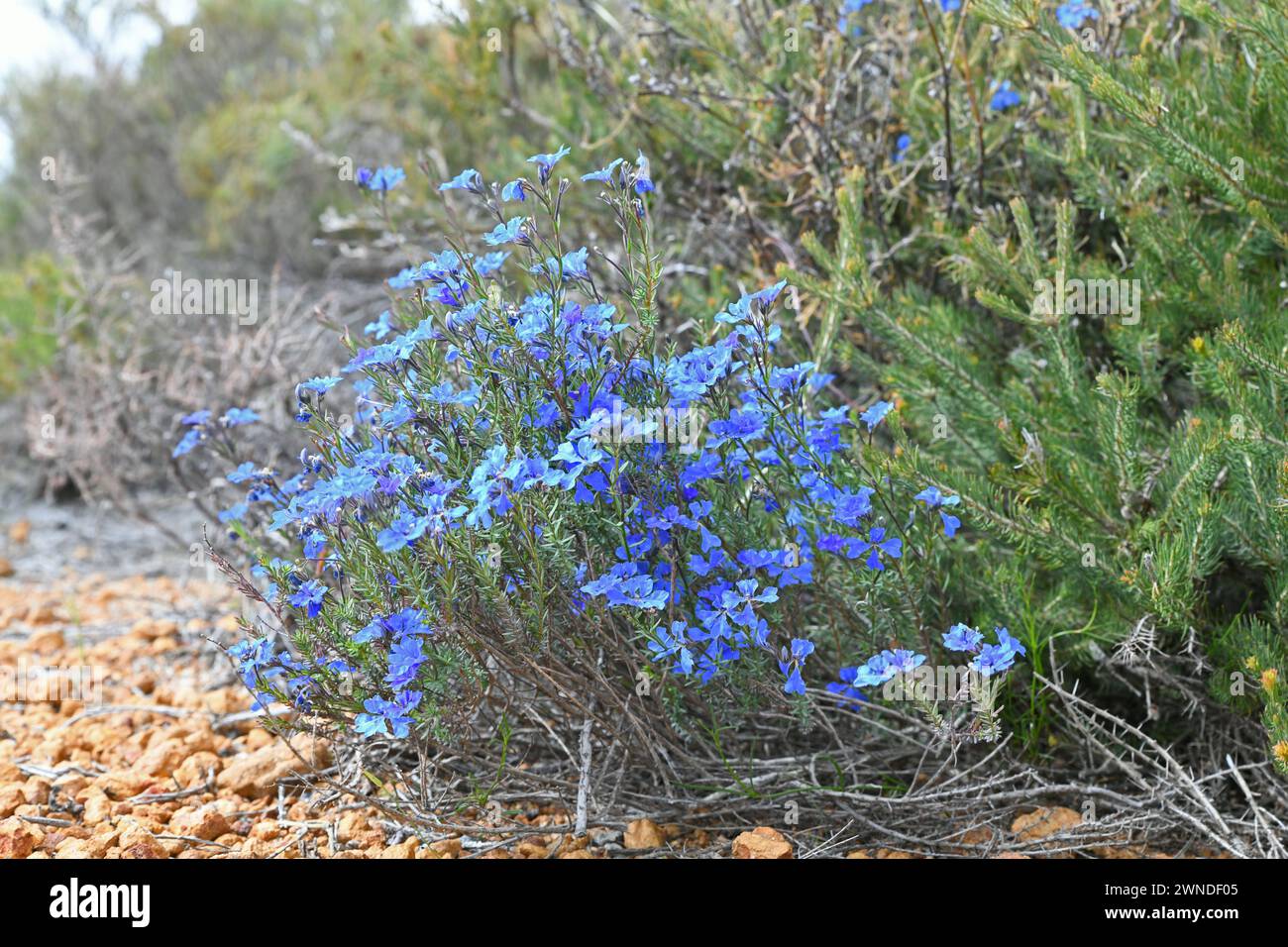 Lechenaultia biloba, commonly known as blue leschenaultia, seen in Lesueur National Park, WA Stock Photo