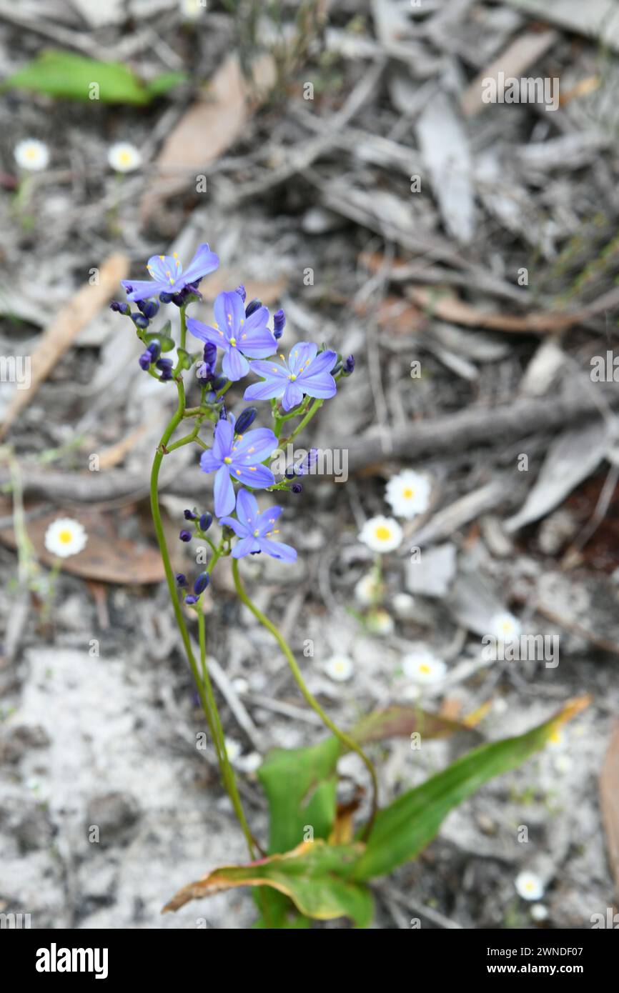 Chamaescilla corymbosa, commonly known as blue stars, in Lesueur National Park, WA Stock Photo