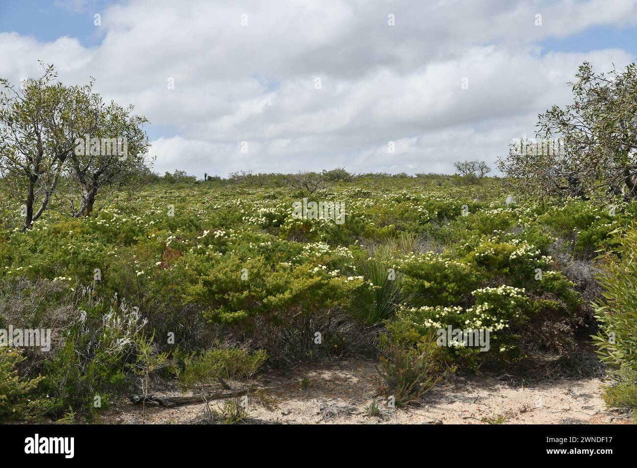Landscape in Lesueur National Park, WA Stock Photo