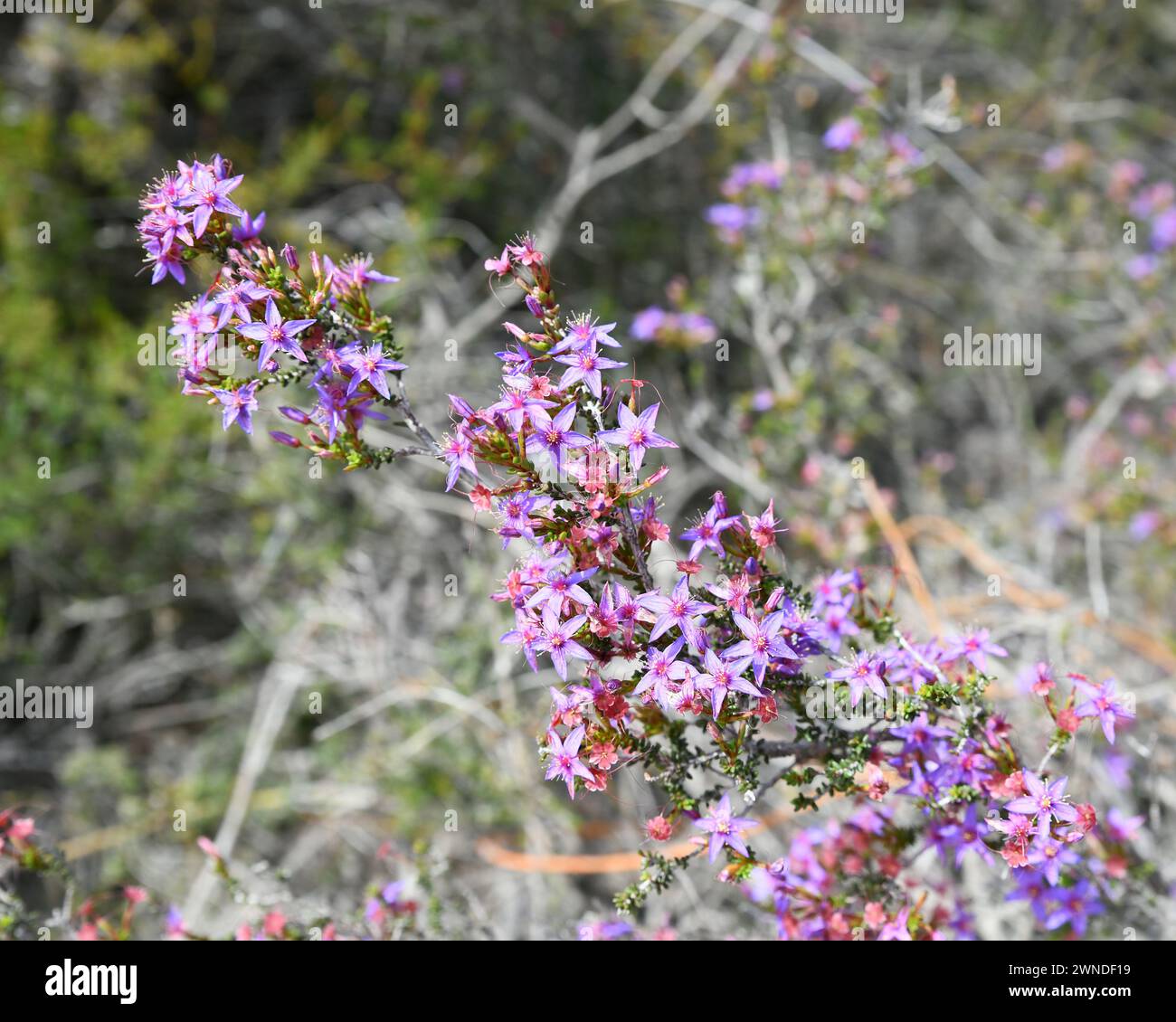 Calytrix sapphirina in Lesueur National Park, WA Stock Photo