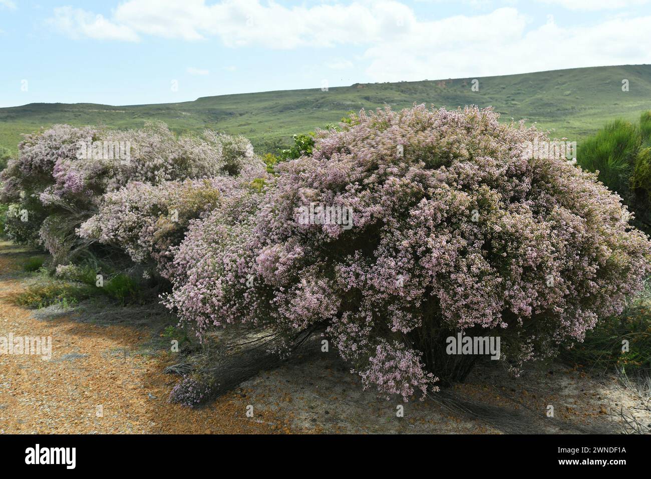 Landscape in Lesueur National Park with flowering shrubs in the foreground Stock Photo