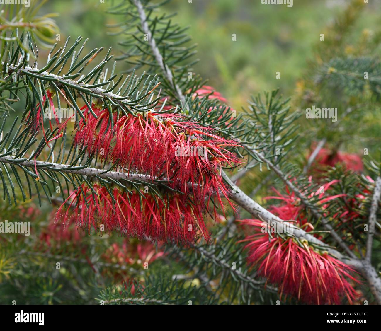 One-sided Bottlebrush (Melaleuca quadrifida) in Lesueur National Park, WA Stock Photo