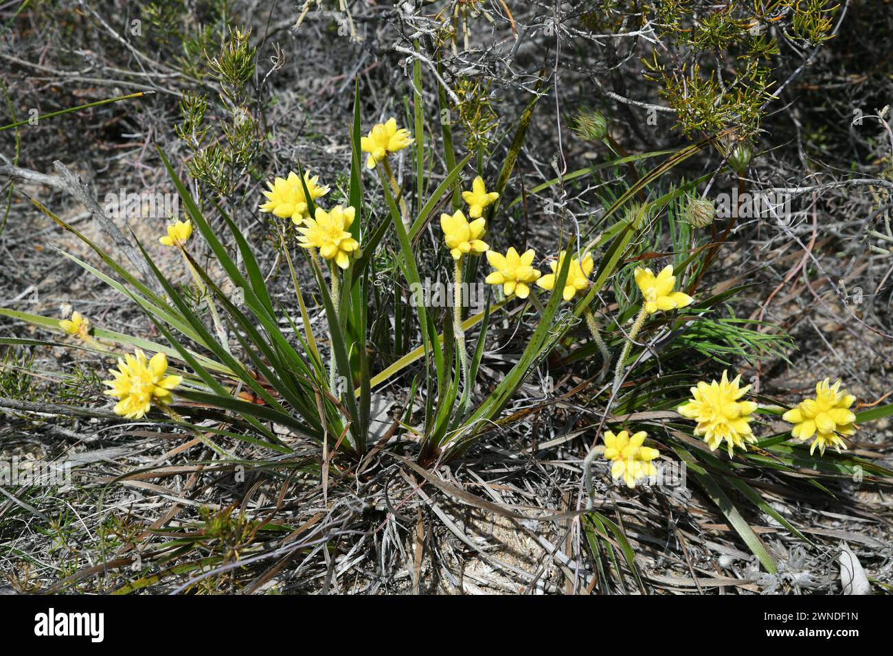 Conostylis aculeata, commonly known as prickly conostylis, in Lesueur National Park, WA Stock Photo