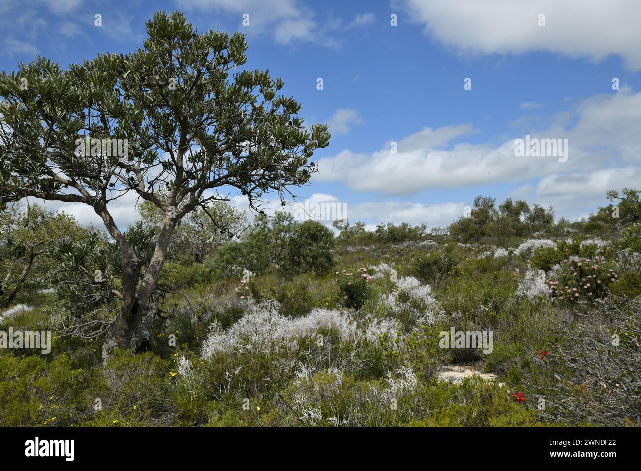 Lush vegetation in Lesueur National Park, WA Stock Photo