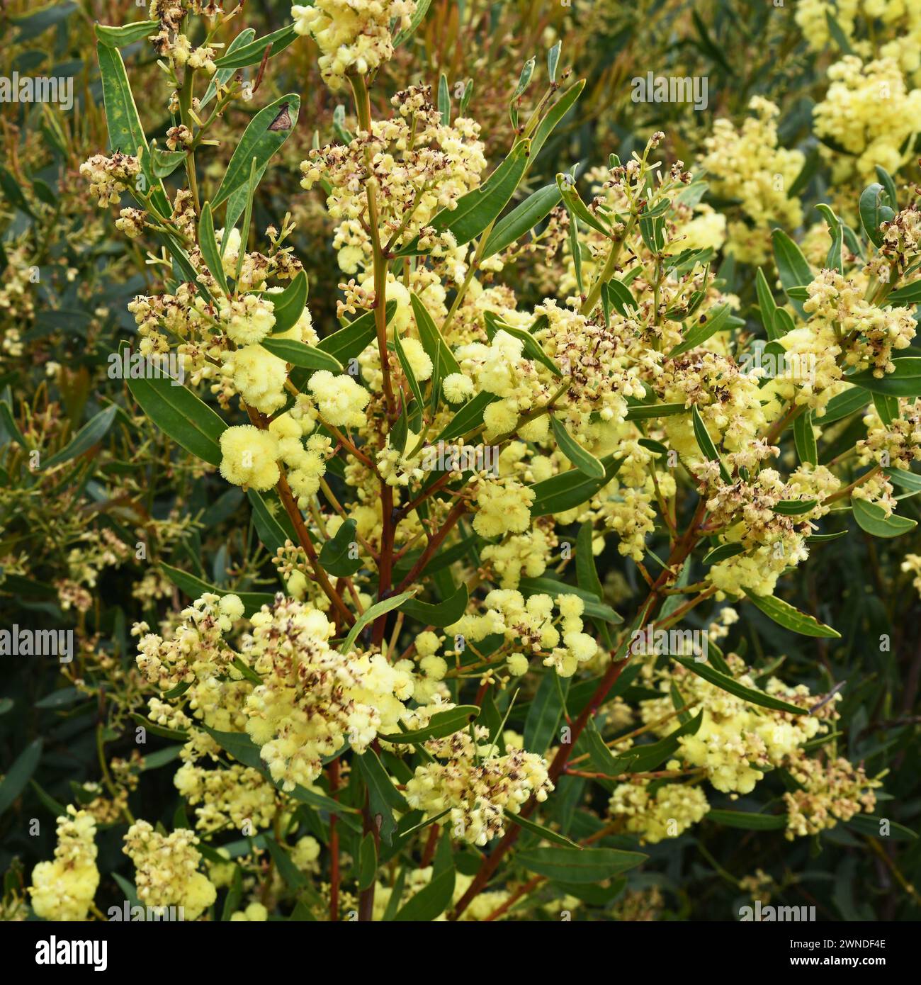 Flowering eucalyptus bush along hiking trail in Stirling Range NP, WA Stock Photo