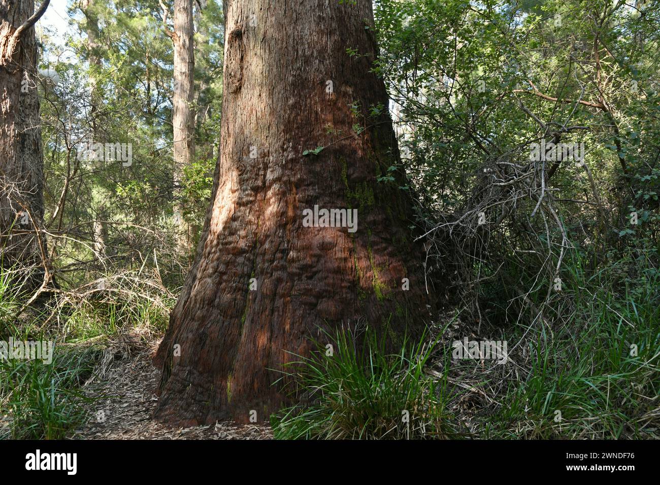 The foot of a giant red tingle tree, Walpole-Nornalup NP, WA Stock Photo