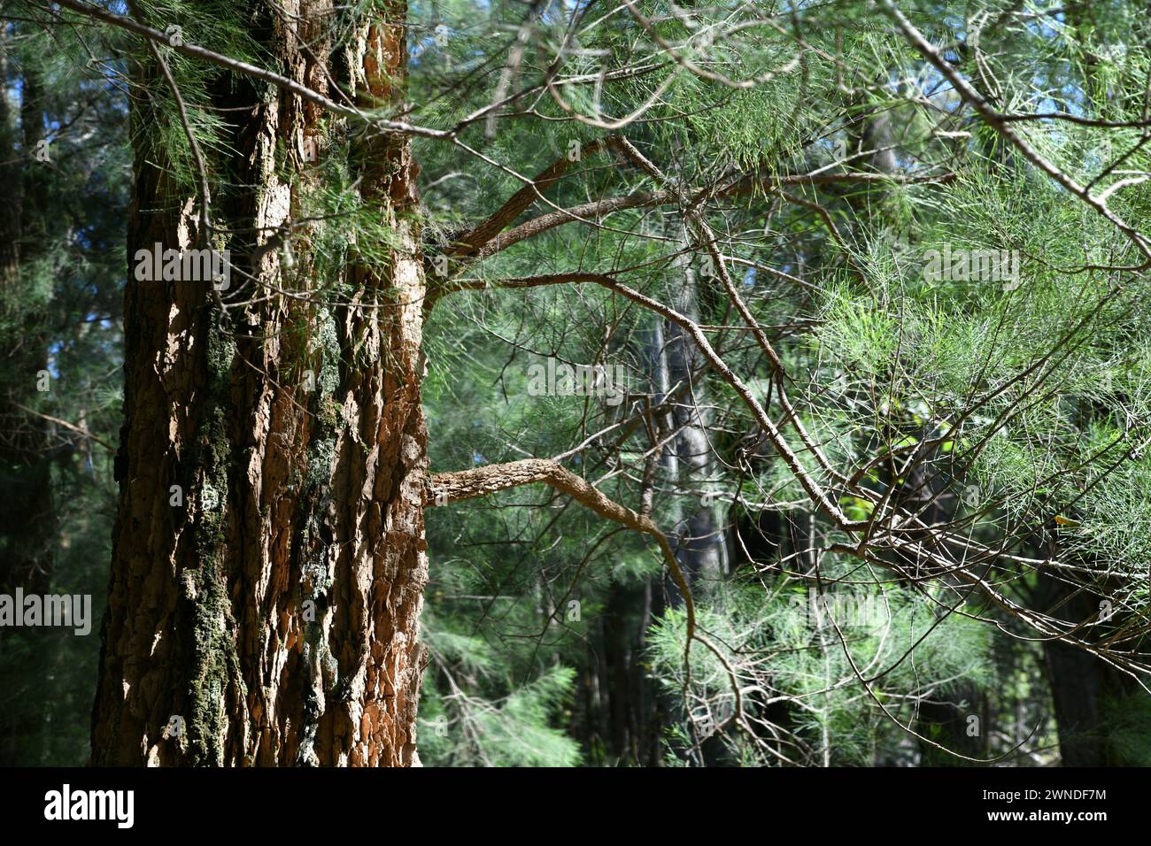 The She-oak is endemic to Australia Stock Photo