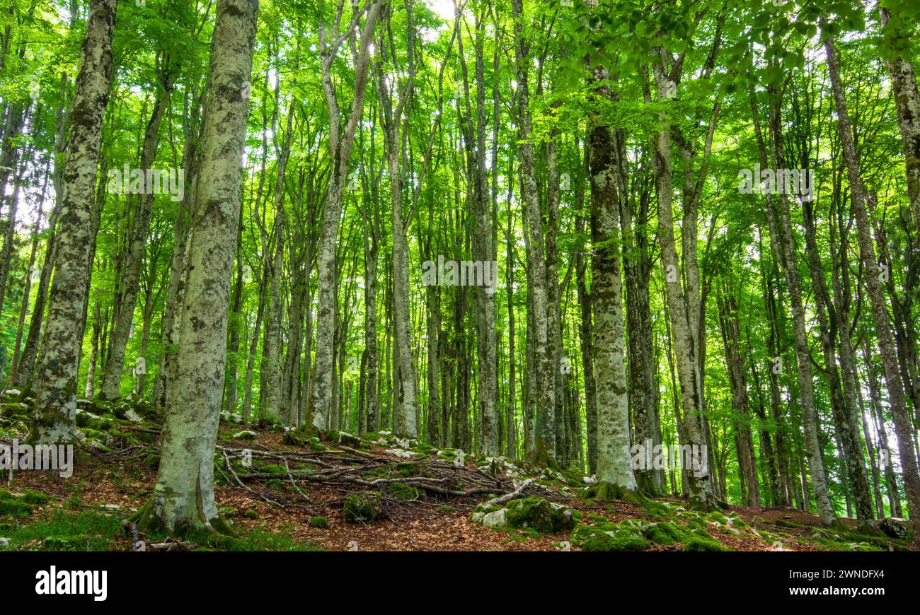 the Cansiglio forest in spring Stock Photo
