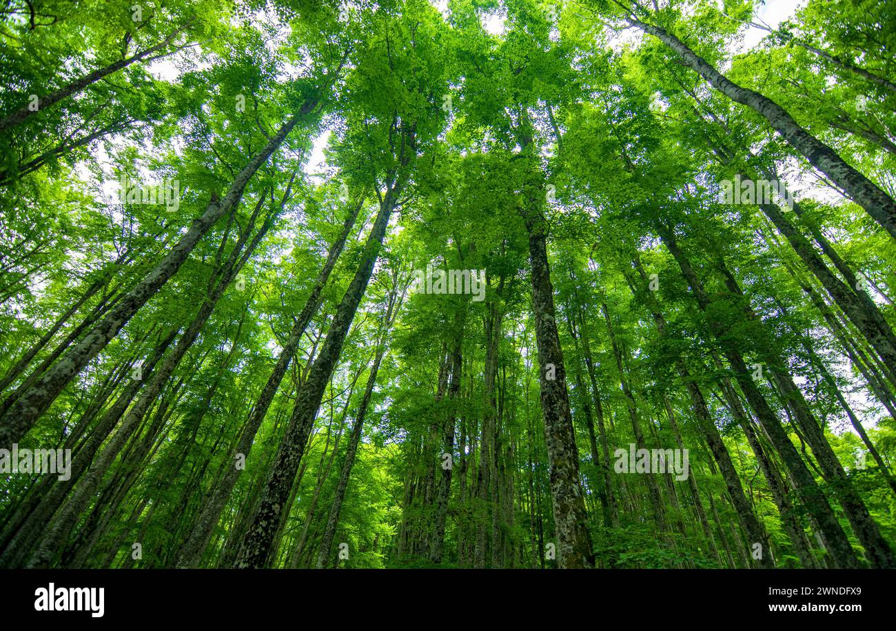 the wonderful forests of Cansiglio in the province of Belluno in Veneto Italy Stock Photo