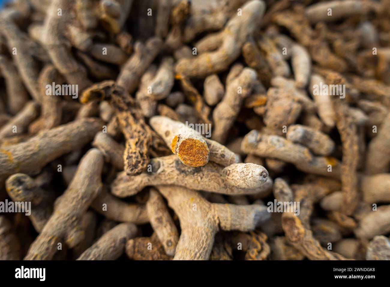 Dry organic Indian Termeric Root (Curcuma longa). Turmeric (Curcuma longa) is a spice, widely used in Asian cooking. Stock Photo