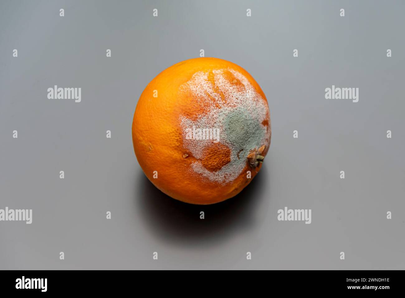 Mold on orange tangerine, white background, close-up. Stock Photo